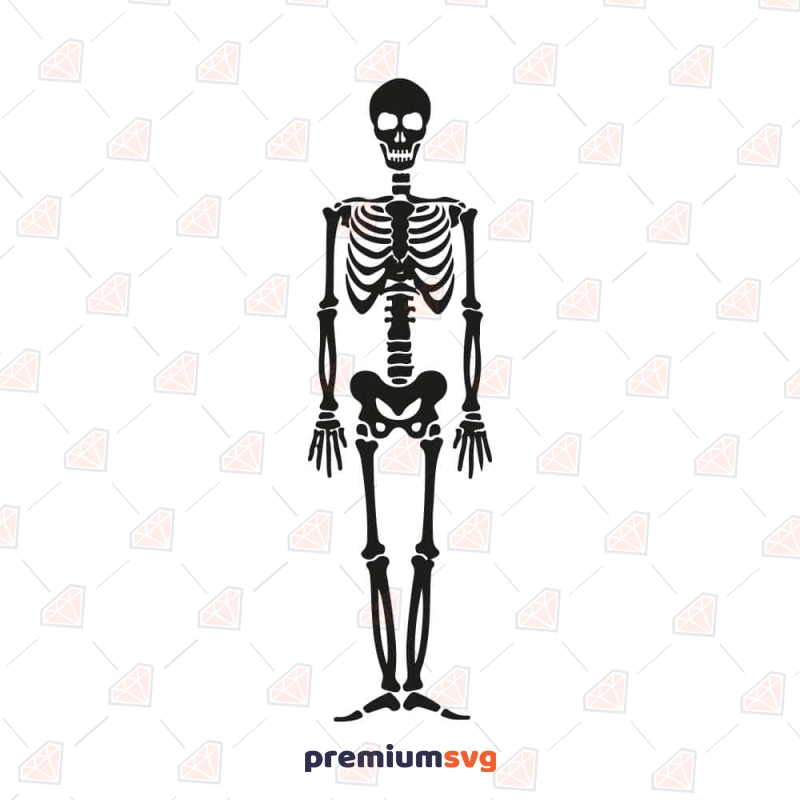 Human Skeleton SVG Cut File, Skeleton Vector Files Anatomy (Skeleton And Skull) Svg