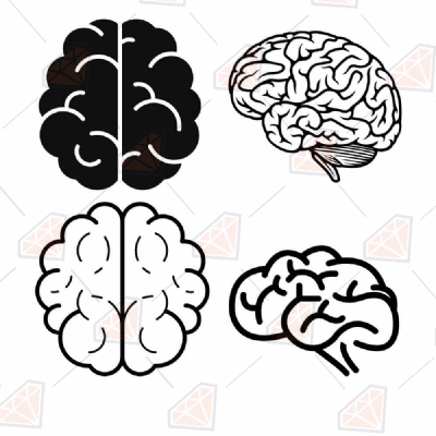 Brain Bundle SVG File, Brain Clipart Anatomy (Skeleton And Skull)