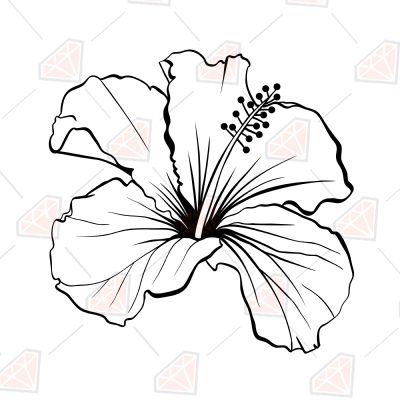 Hand Drawing Hibiscus SVG, Hibiscus Flower SVG Instant Download Plant and Flowers