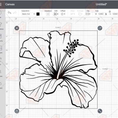 Hand Drawing Hibiscus Svg Plant and Flowers