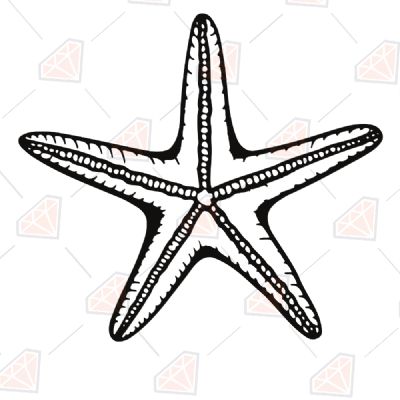 Marine Starfish Sea Life and Creatures SVG