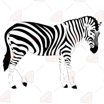 Zebra Wild & Jungle Animals SVG