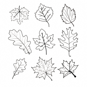 Fall Leaves Outline SVG, Fall Leaves Bundle SVG Instant Download Flower SVG