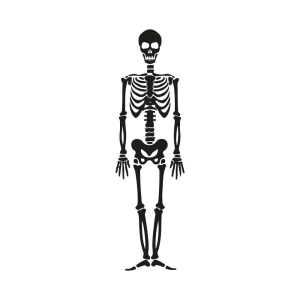 Human Skeleton SVG Cut File, Skeleton Vector Files Anatomy (Skeleton And Skull)
