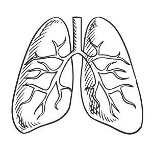 Lung SVG, Lung Vector Instant Download Health and Medical
