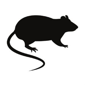 Rat Silhouette SVG, Rat Vector Digital Instant Download Wild & Jungle Animals SVG
