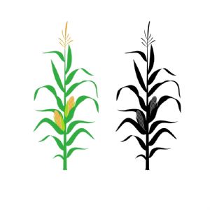 Corn Stalk SVG, Corn Plant SVG Vector Files Plant and Flowers SVG