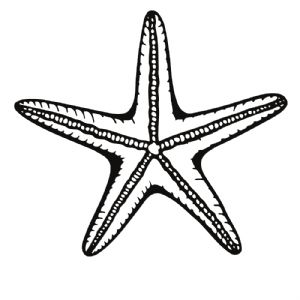 Marine Starfish SVG, Starfish Vector Instant Download Sea Life and Creatures SVG
