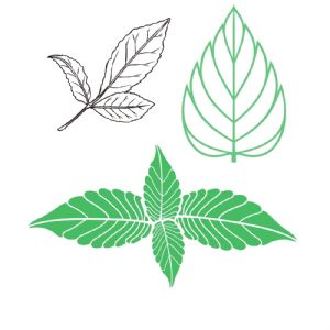 Mint Leaves SVG, Mint SVG, Menthol SVG Vector Files Plant and Flowers SVG