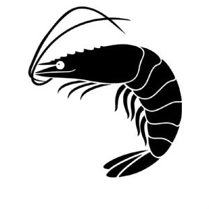 Shrimp SVG, Shrimp Vector Instant Download Sea Life and Creatures SVG