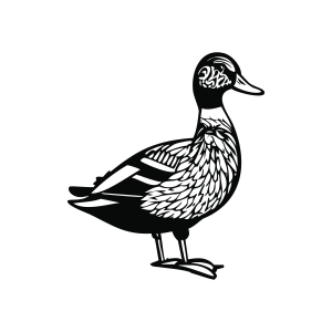Mallard Duck SVG for Cricut, Mallard Duck Line Art Bird SVG