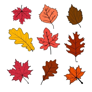 Autumn Colorful Fall Leaves SVG Bundle Leaves SVG