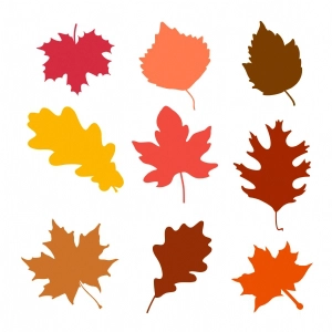 Autumn Fall Leaves SVG Cut & Clipart Files Flower SVG