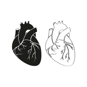 Black and White Realistic Heart SVG, Realistic Heart Silhouette SVG Clipart Health and Medical
