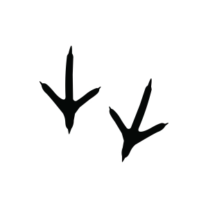 Chicken Footprints SVG Chicken SVG