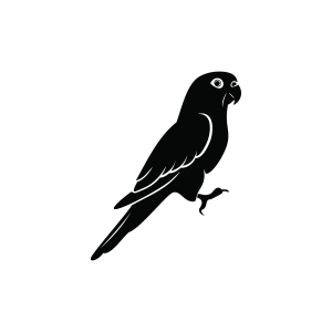 Conure SVG Silhouette, Parrot Silhouette Bird SVG