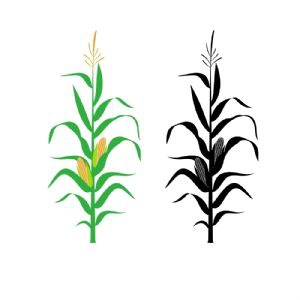Corn Stalk SVG, Corn Plant SVG Vector Files Flower SVG
