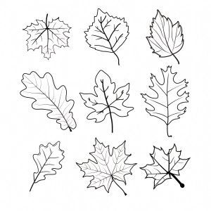 Fall Leaves Outline SVG, Fall Leaves Bundle SVG Instant Download Leaves SVG