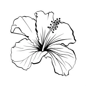 Hand Drawing Hibiscus SVG, Instant Download Flower SVG