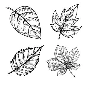 Hand Drawing Leaves SVG, Leaves Bundle SVG Instant Download Flower SVG