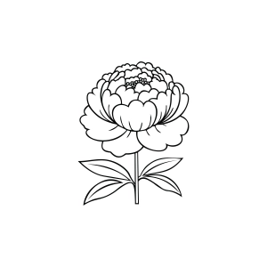 Peony SVG with Stem Outline Flower SVG